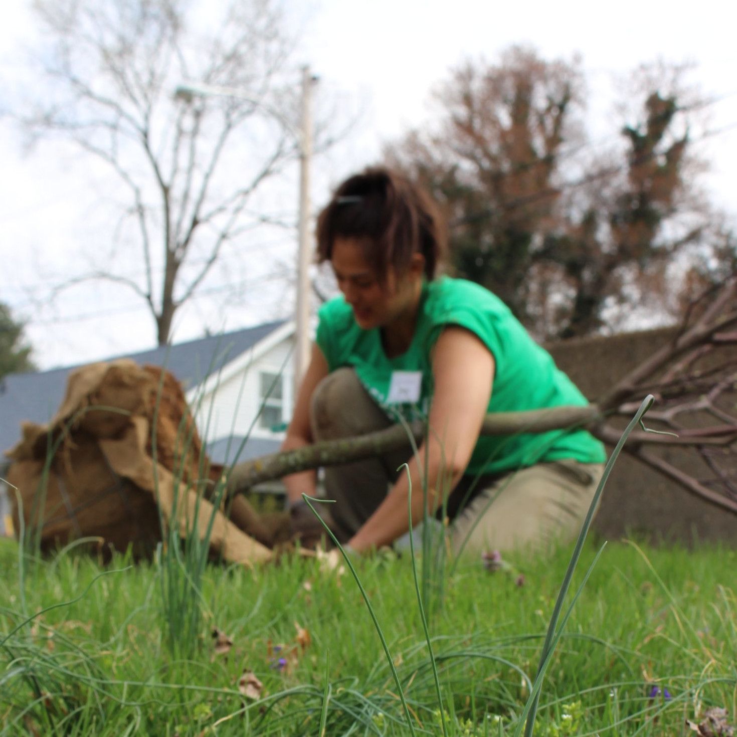 Volunteer planting Tree