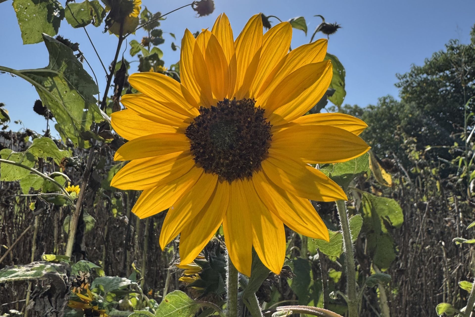 Sunflower
