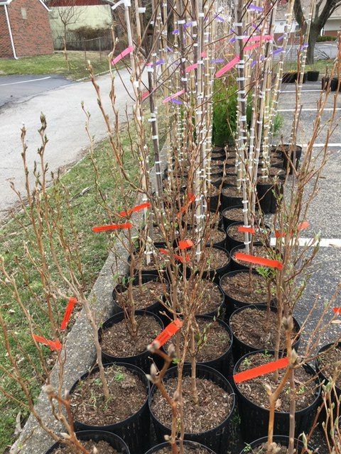 Trees ready to giveaway